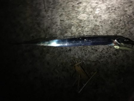 渋い中なんとか太刀魚